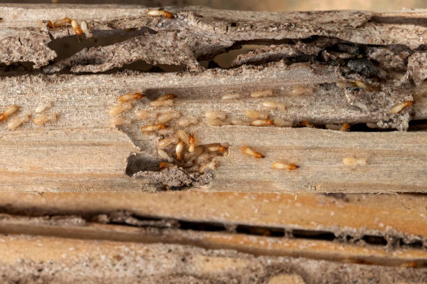  Wheatland, WY Pest Control Pros