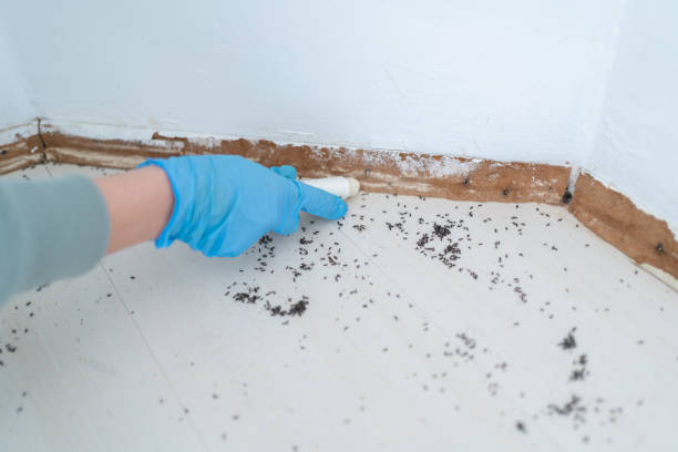 Reliable Wheatland, WY Pest Control Solutions